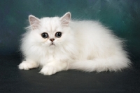 Picture of chinchilla kitten looking at camera