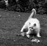 Picture of chinchilla kitten playing with flower