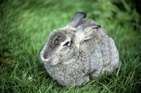 Picture of chinchilla rabbit sitting in grass