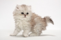 Picture of Chinchilla Silver Persian kitten on white background