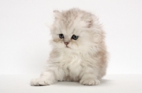 Picture of Chinchilla Silver Persian kitten