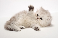 Picture of Chinchilla Silver Persian kitten, lying down