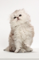 Picture of Chinchilla Silver Persian kitten, looking up