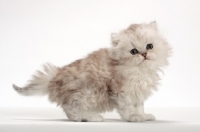 Picture of Chinchilla Silver Persian kitten, side view