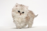 Picture of Chinchilla Silver Persian kitten