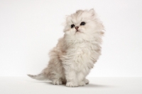 Picture of Chinchilla Silver Persian kitten