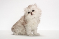 Picture of Chinchilla Silver Persian kitten sitting on white background