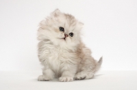 Picture of Chinchilla Silver Persian kitten sitting in studio