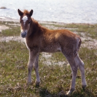 Picture of Chincoteague foal on assateague island