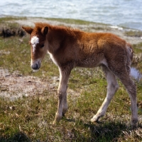 Picture of Chincoteague foal standing on grass