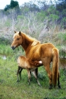 Picture of chincoteague mare and foal on assateague island, usa