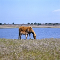 Picture of Chincoteague mare and foal on assateague Island