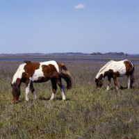 Picture of Chincoteague ponies grazing on assateague Island