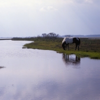Picture of Chincoteague pony by the sea on assateague island
