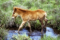 Picture of chincoteague pony foal on assateague island