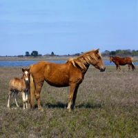 Picture of Chincoteague pony full body  on assateague island with foal