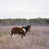 Picture of Chincoteague pony full body  on assateague island Island