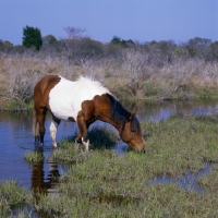 Picture of Chincoteague pony grazing in marshland on assateague Island