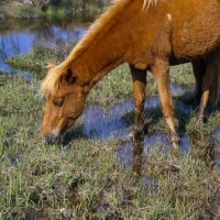 Picture of Chincoteague pony grazing in marshland on assateague island