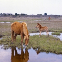 Picture of Chincoteague pony grazing on assateague island with foal