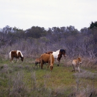 Picture of Chincoteague pony group with foal on Assateague Island 
