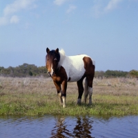 Picture of Chincoteague pony looking at camera