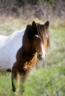 Picture of chincoteague pony looking towards camera