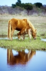 Picture of chincoteague pony mare and foal on assateague island