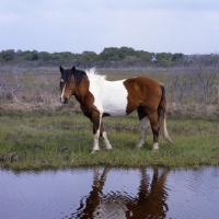 Picture of Chincoteague pony near water on Assateague Island