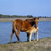 Picture of Chincoteague pony nurturing foal