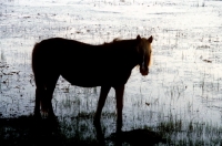 Picture of chincoteague pony on assateague island