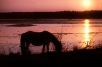 Picture of chincoteague pony on assateague island in sunset