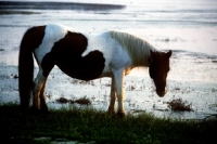 Picture of chincoteague pony on assateague island