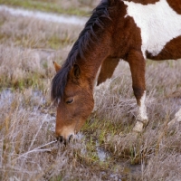 Picture of Chincoteague pony on assateague island grazing in marsh