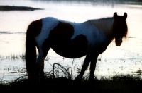 Picture of chincoteague pony on assateague island