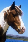 Picture of chincoteague pony on assateague island