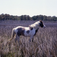 Picture of Chincoteague pony on assateague island