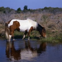 Picture of Chincoteague pony standing in water on Assateague Island