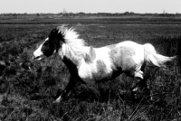 Picture of chincoteague pony trotting in the marshes on assateague island