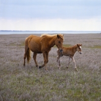 Picture of Chincoteague pony walking on assateague island with foal
