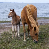 Picture of Chincoteague pony with foal near the sea on assateague island