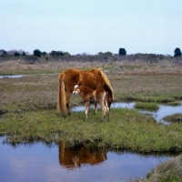 Picture of Chincoteague pony with her foal on assateague Island 