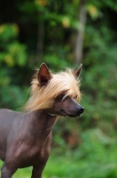 Picture of Chinese Crested Dog head study