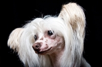 Picture of chinese crested dog, portrait