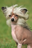 Picture of Chinese Crested Dog portrait