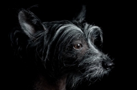 Picture of chinese crested dog, profile headshot