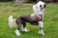 Picture of Chinese Crested dog, side view
