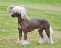 Picture of Chinese Crested Dog side view