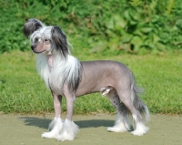 Picture of Chinese Crested Dog side view