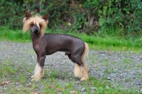 Picture of Chinese Crested Dog side view